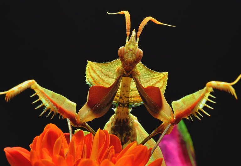 flowers-praying-mantis-macro.jpg