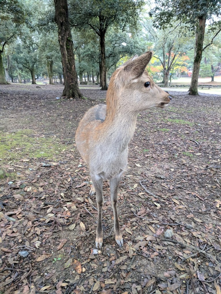 cute_deer.jpg