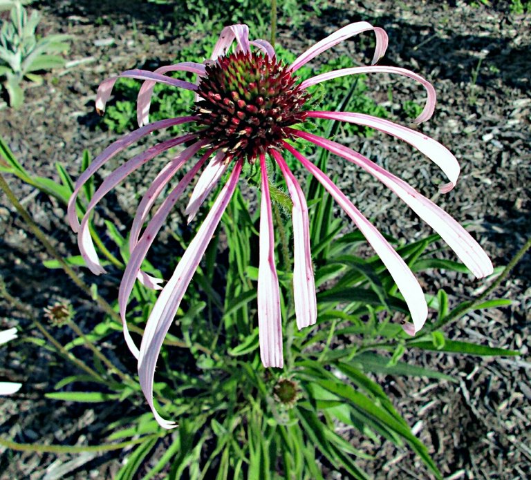 purpleconeflower.jpg