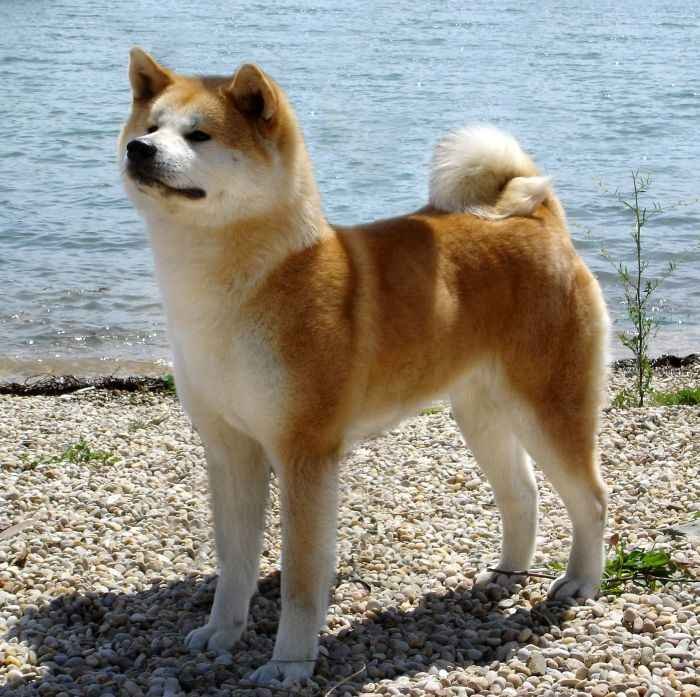 Akita-Inu-Dog.jpg