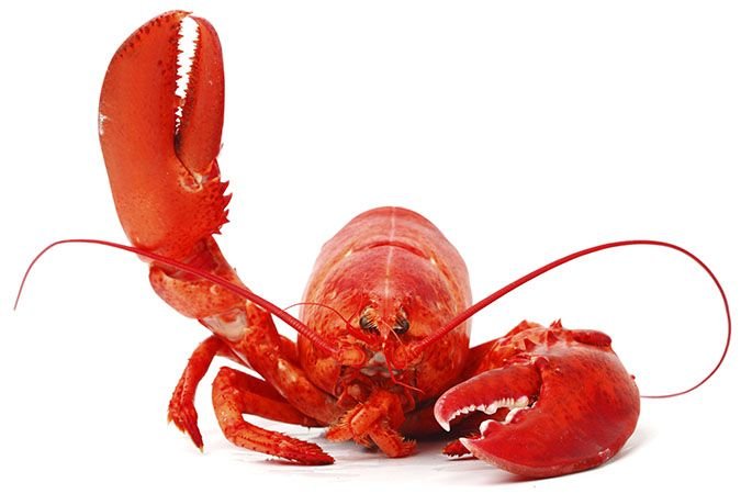 lobster1.jpg