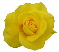 Rose Yellow2 169HS.jpg