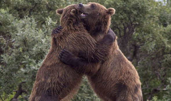 Bear-hug.jpg