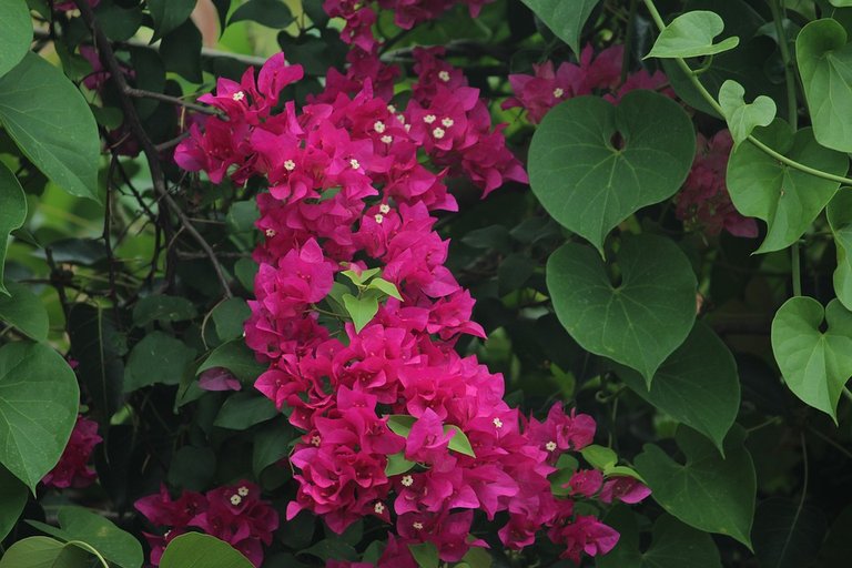 bougainvillea-2496413_960_720.jpg