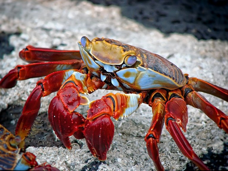 crab-298346_960_720.jpg