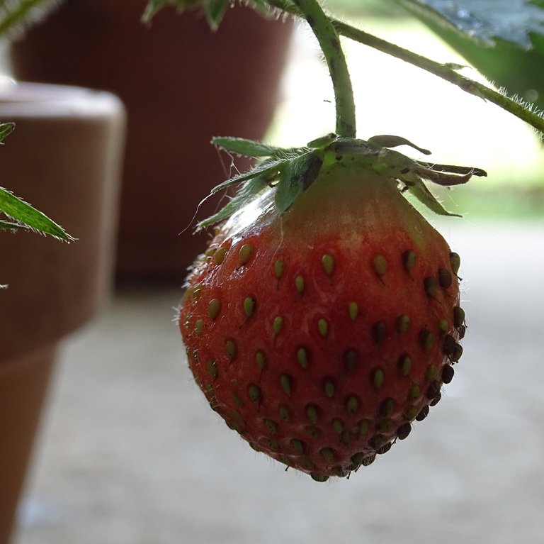 Strawberry5 (2).JPG