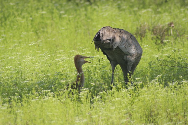 crane family 2.jpg