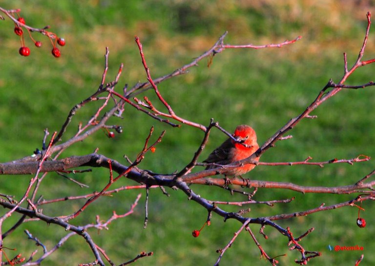 house finch PFW22-sa0067.JPG