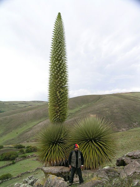 450px-Puya_raimondii_hábito.jpg