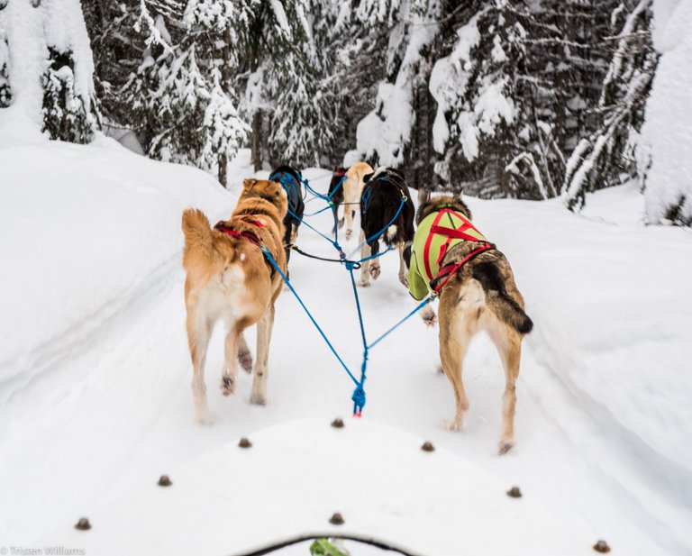 MMA-dog-sledding-8.jpg