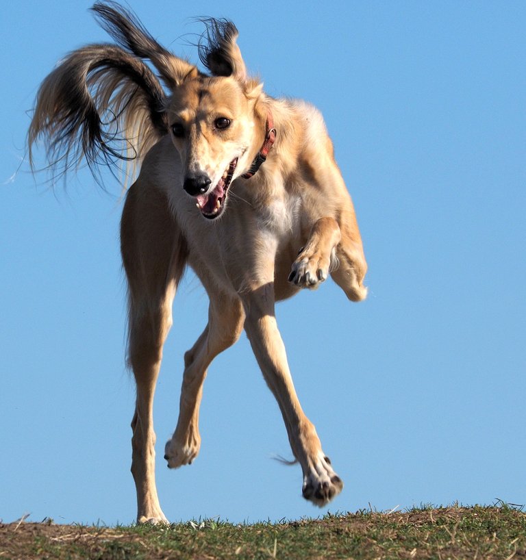 saluki_0019.JPG