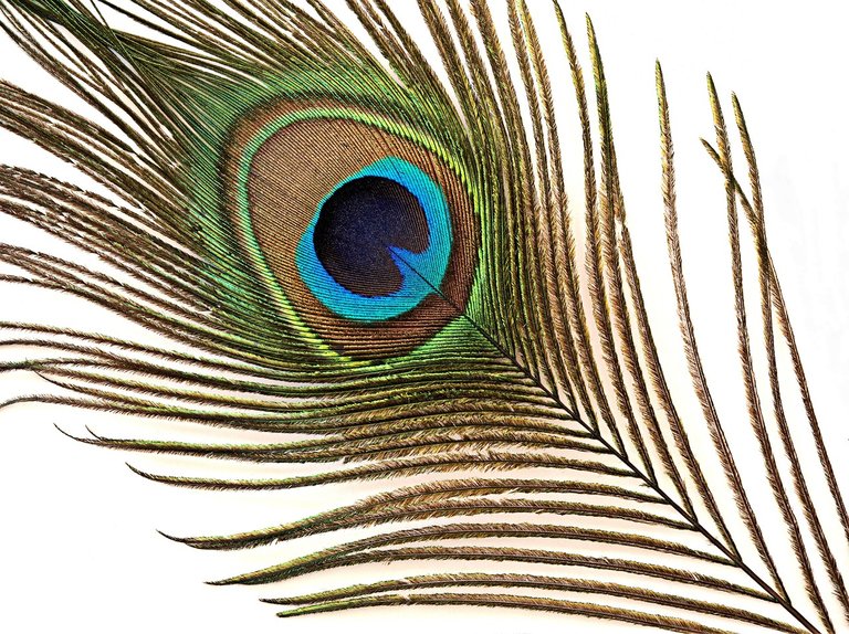 peacock-1235948_1280.jpg