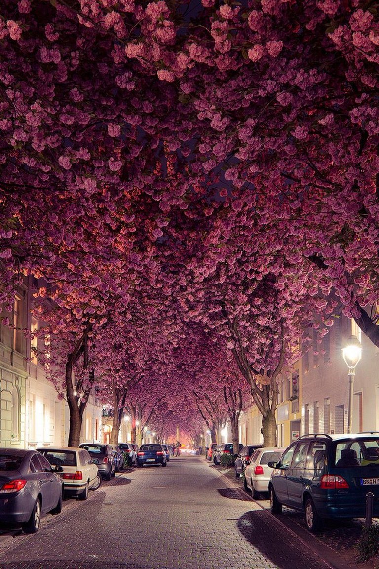 CHERRY BLOSSOM TREES IN GERMANY.jpg