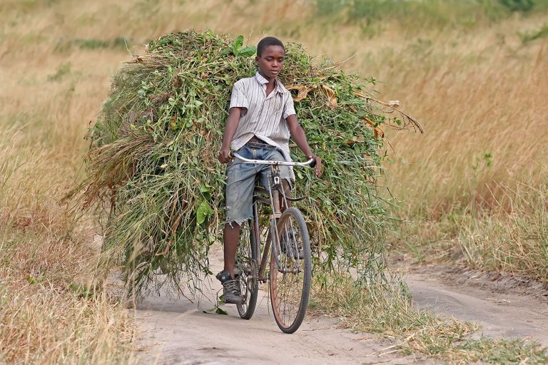 African_boy_transporting_fodder_by_bicycle_edit.jpg