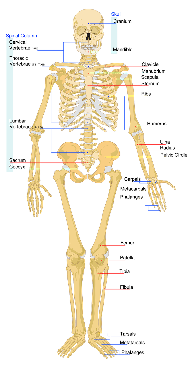 skeletal-40500_1280.png