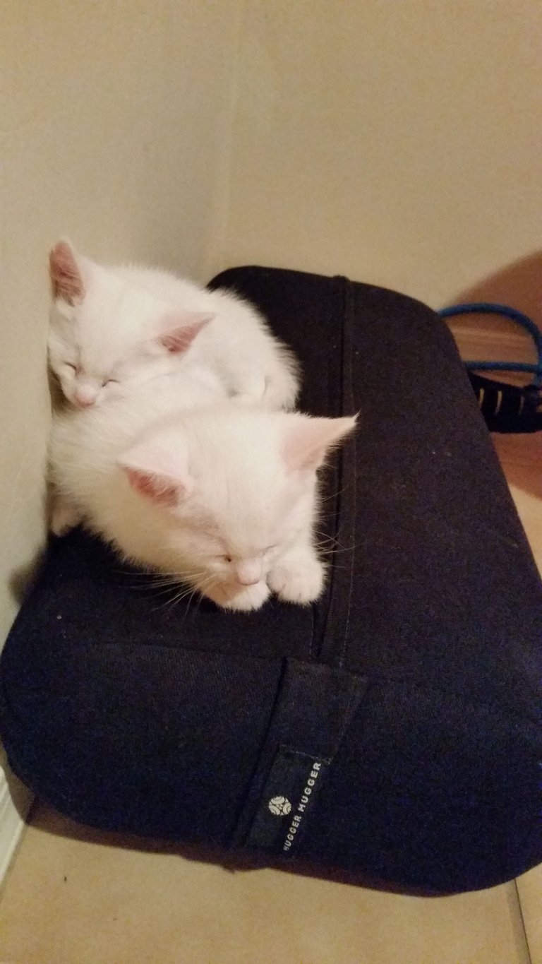 kitties on bolster.jpg