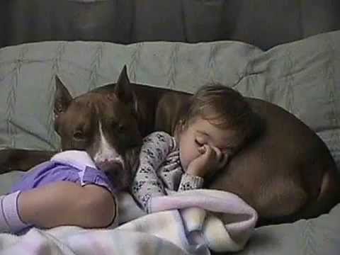 amstaff and child.jpg