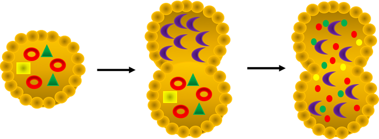 Autophagic_process_for_autophagy_database.png