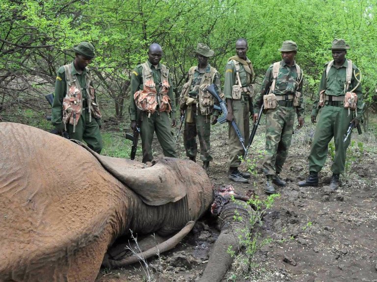 Elephant-AFP.jpg