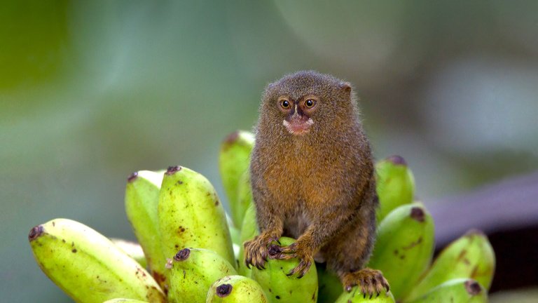 animals_hero_pygmy_marmoset.jpg