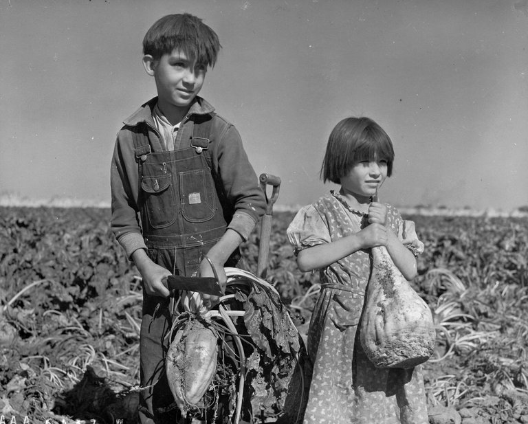 Children_and_Sugar_beets_Nebraska_1940.jpg