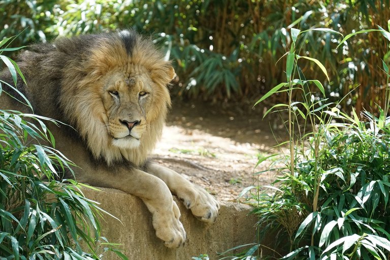 lion-3186410_1920.jpg