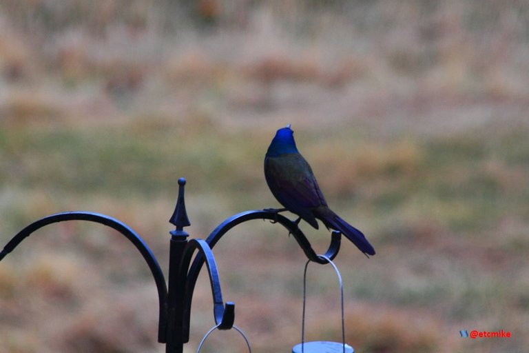 Common Grackle PFW20-24-0002.JPG