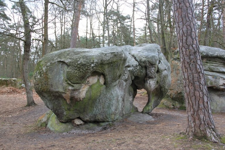 éléphant- gérard Verite- gorge apremont.jpg