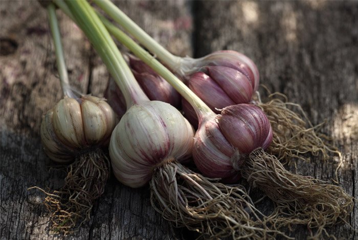 fresh-garlic-bulbs.jpg