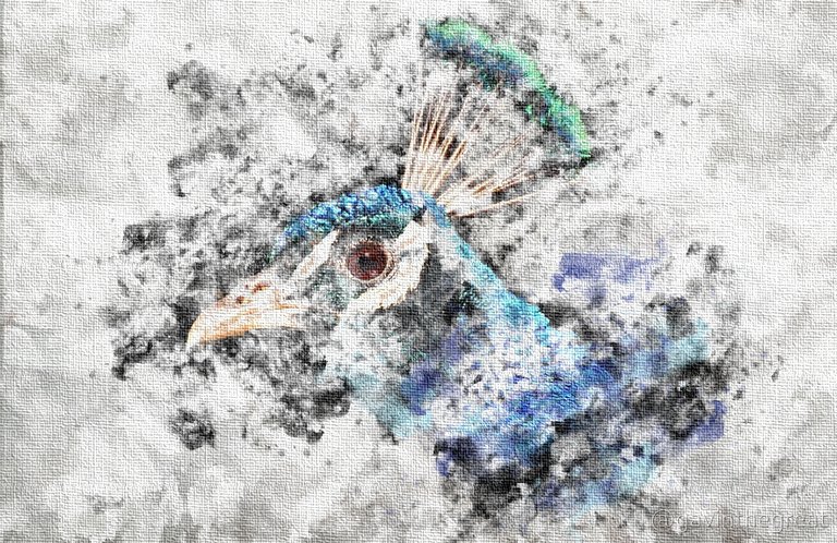 Peacock Watercolor.jpg