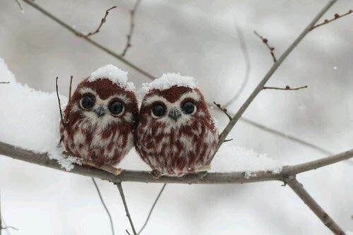 Baby Owls.jpg