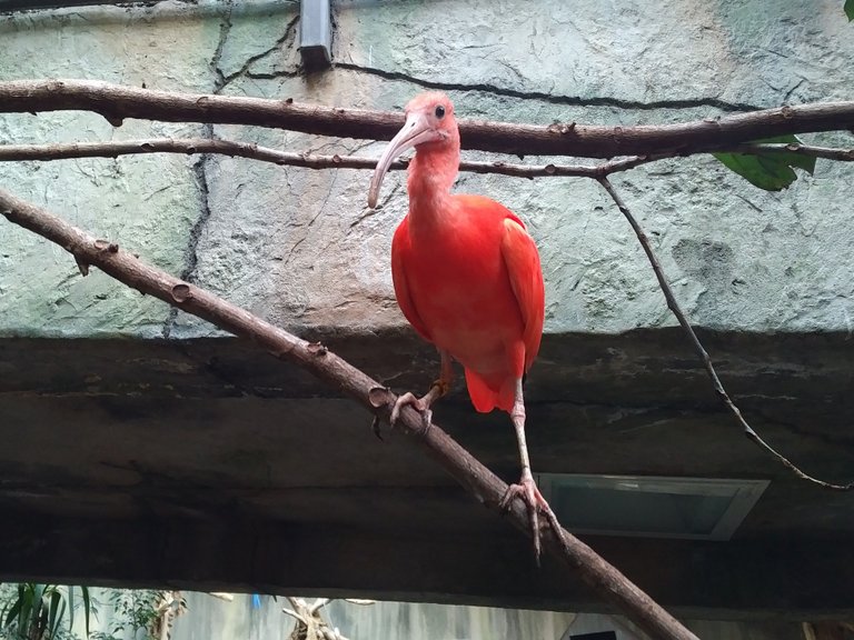 Scarlet Ibis.jpg