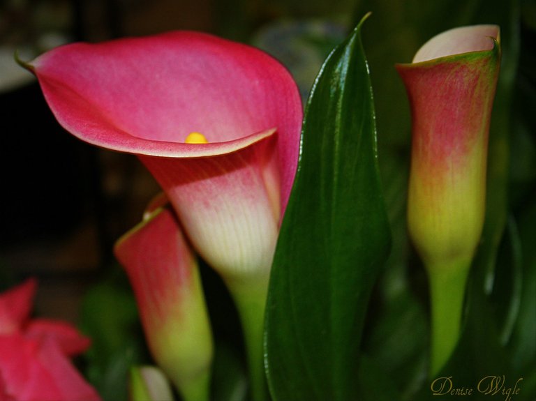 calla lily.jpg