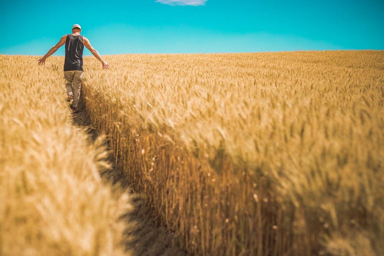 Man walks and runs hands through wheat.jpg