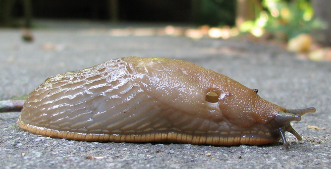 Lesma_Slug.png