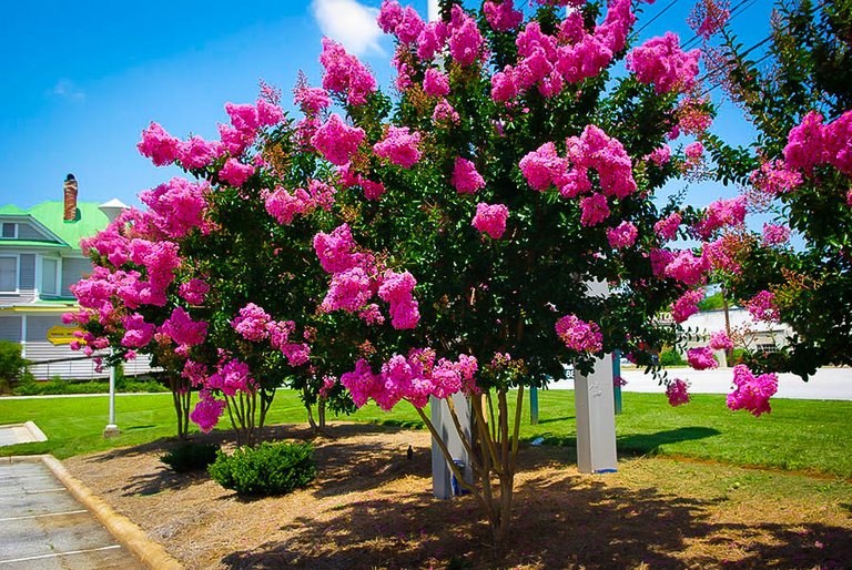 sioux-crape-myrtle-1.jpg