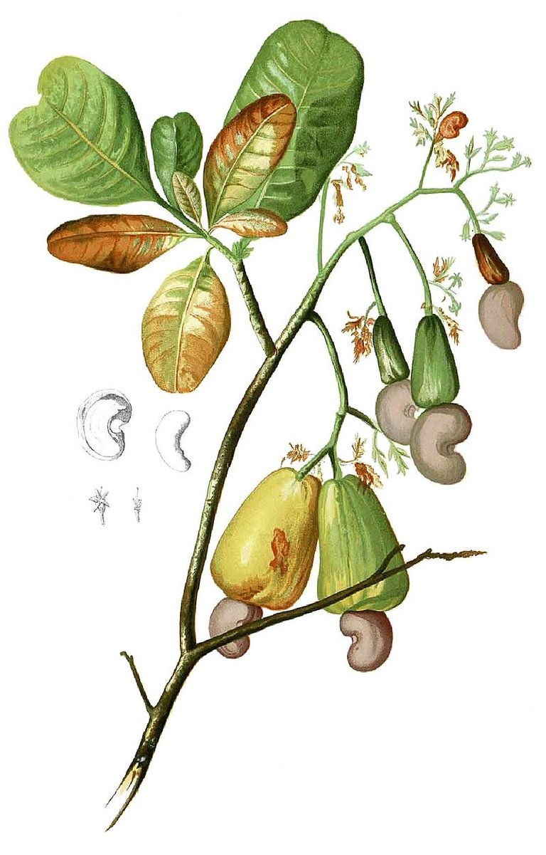 800px-Anacardium_occidentalis_Blanco1.116-cropped.jpg