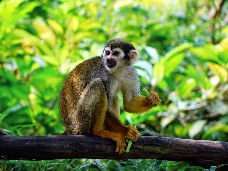 squirrel-monkey-505191_960_720.jpg