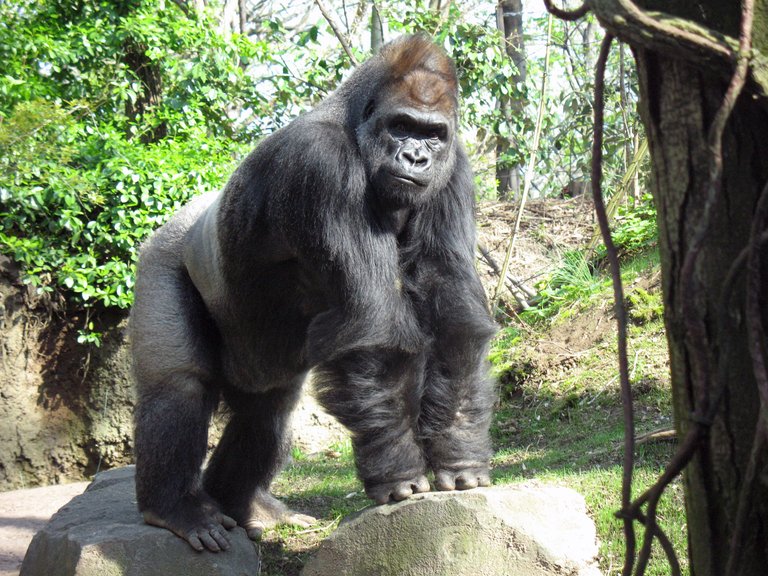 Gorilla_bronx_zoo_anagoria.jpg