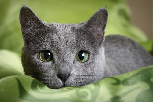 gato-azul-ruso.jpg