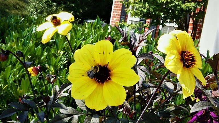 flower with bee3.jpg