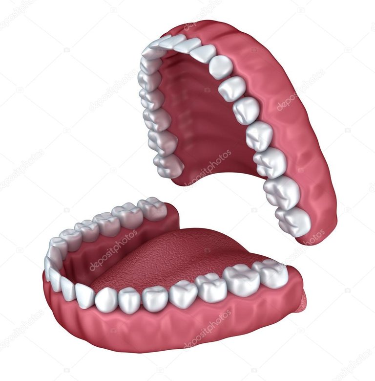 depositphotos_88534192-stock-photo-human-denture-3d-image-isolated.jpg