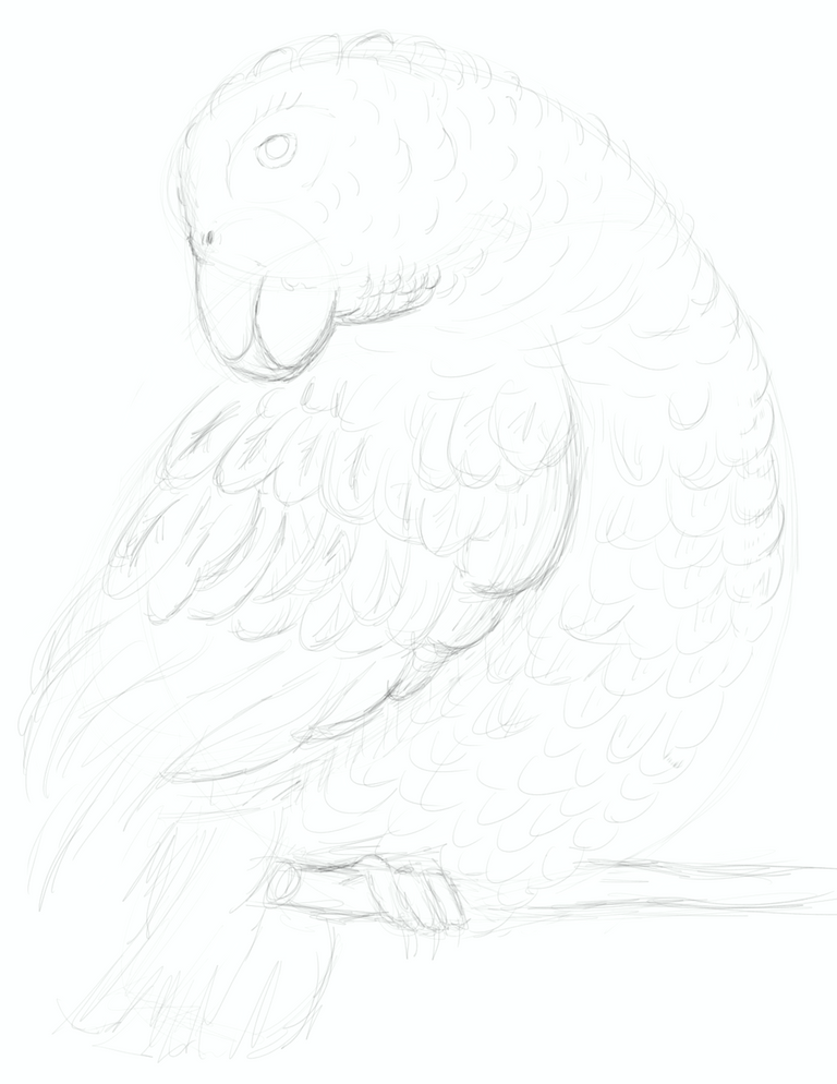 parrot study tutorial CPDH_02.png