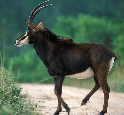 Sable antelope.png