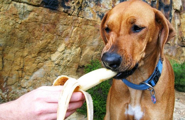DOG EATING BANANAS.jpg