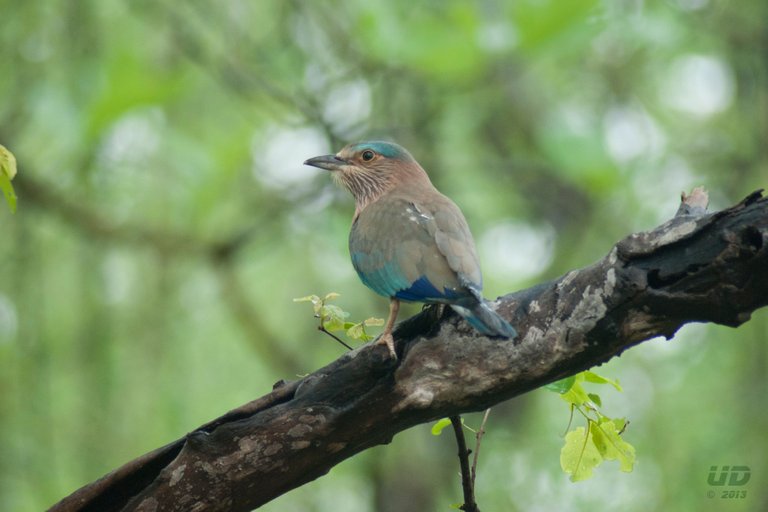 Indian Roller.jpg