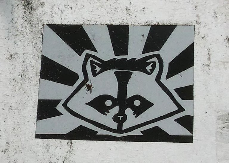 racoon.jpg