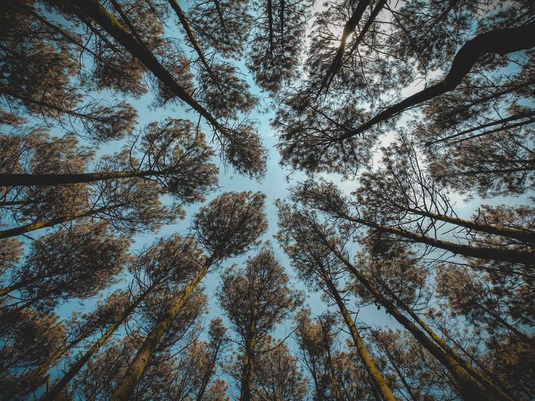 blue-blue-sky-branches-851023.jpg