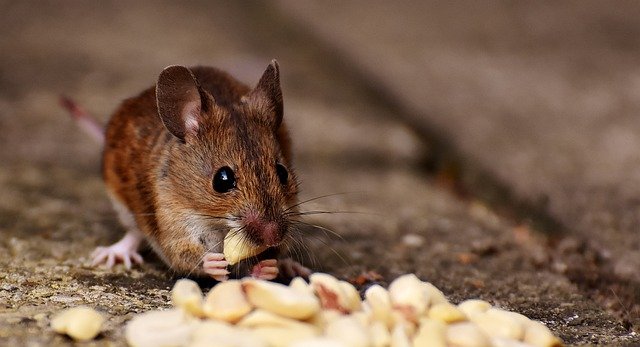 wood-mouse-3077319_640.jpg