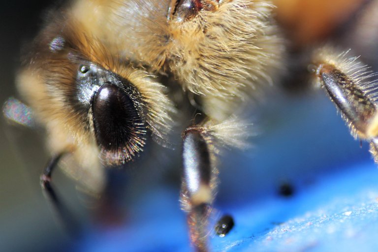 Honey Bee Eye Detail El Dunn Borganic.jpg